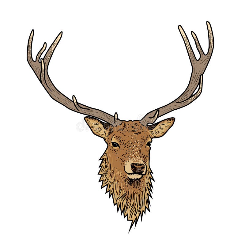 Cartoon Deer Head With Antlers Stock Illustration Image 59193129