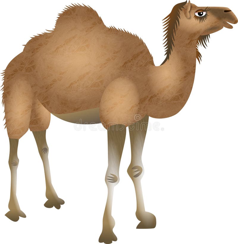Cartoon Desert Camel stock illustration. Illustration of clip - 54437174