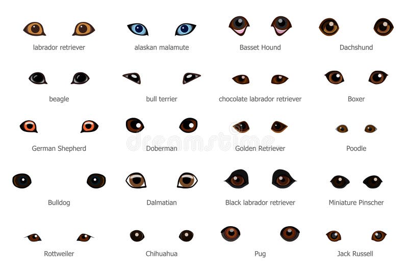 Vector set of cartoon dog eyes isolated on white background. Various dog breeds