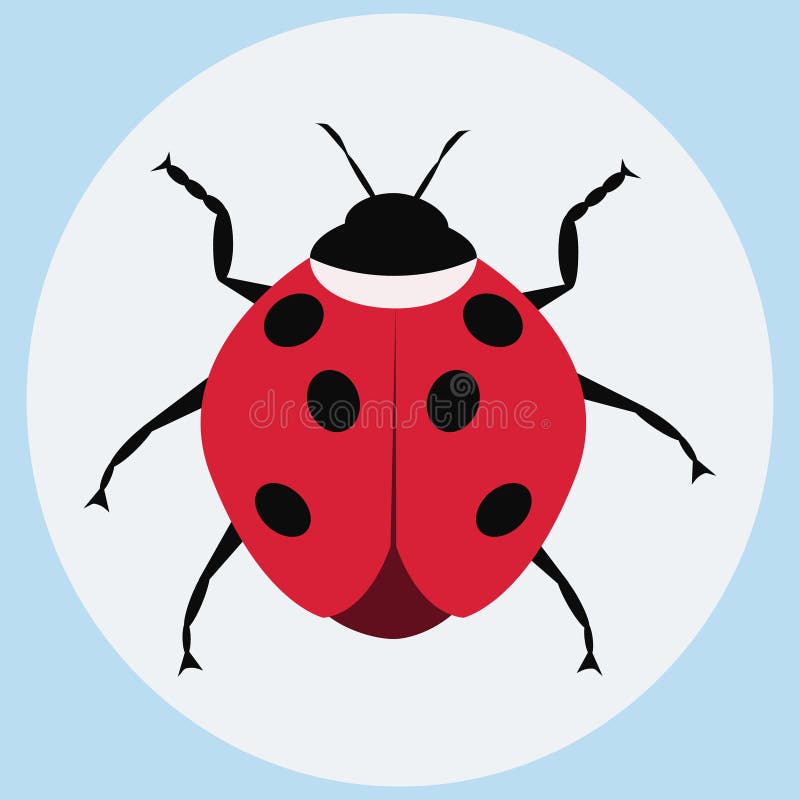 Cartoon Drawing Ladybug. Flat Style Isolated on White Background Stock Vector - Illustration of color, biology: 189469915 Cartoon Drawing Ladybug. Flat Style Isolated on White Background Stock Vector - Illustration of color, biology: 189469915