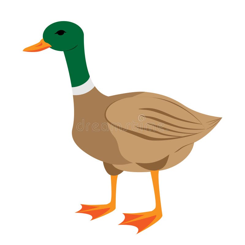 Cartoon duck. Vector illustration on a white background. stock illustration Cartoon duck. Vector illustration on a white background. stock illustration