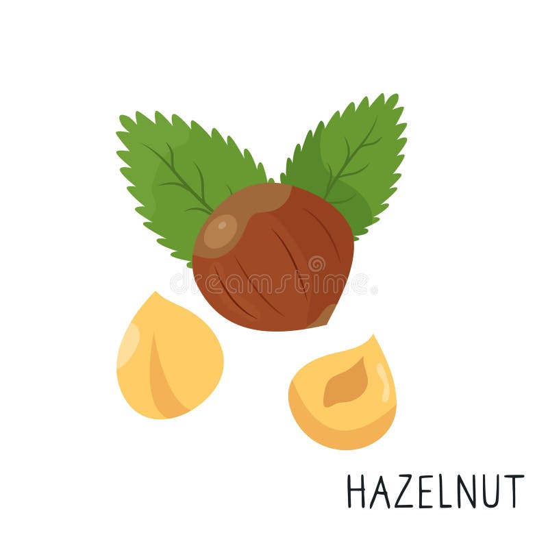 Hazelnut In Shell With Leaf Isolated On White Stock Vector