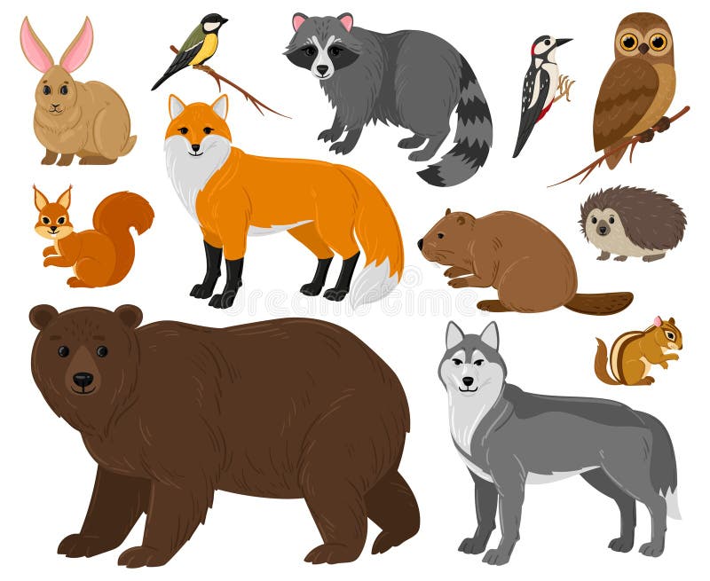 Cartoon Forest Animals, Owl, Bear, Fox, Raccoon and Squirrel. Woodland