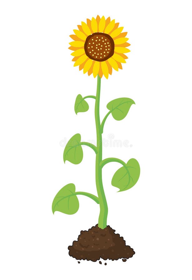 Cartoon of Garden Sunflower Grow in Soil. Vector Stock Vector - Illustration of colorful, flower: 103673365 Cartoon of Garden Sunflower Grow in Soil. Vector Stock Vector - Illustration of colorful, flower: 103673365