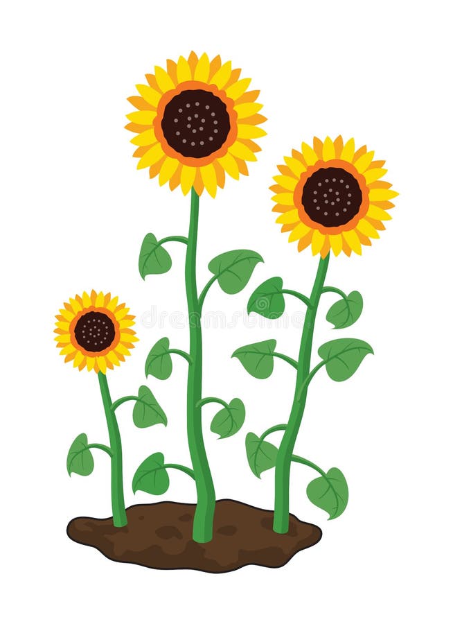 Cartoon of Garden Sunflowers Grow in Soil. Vector Stock Vector - Illustration of curve, green: 103673303 Cartoon of Garden Sunflowers Grow in Soil. Vector Stock Vector - Illustration of curve, green: 103673303