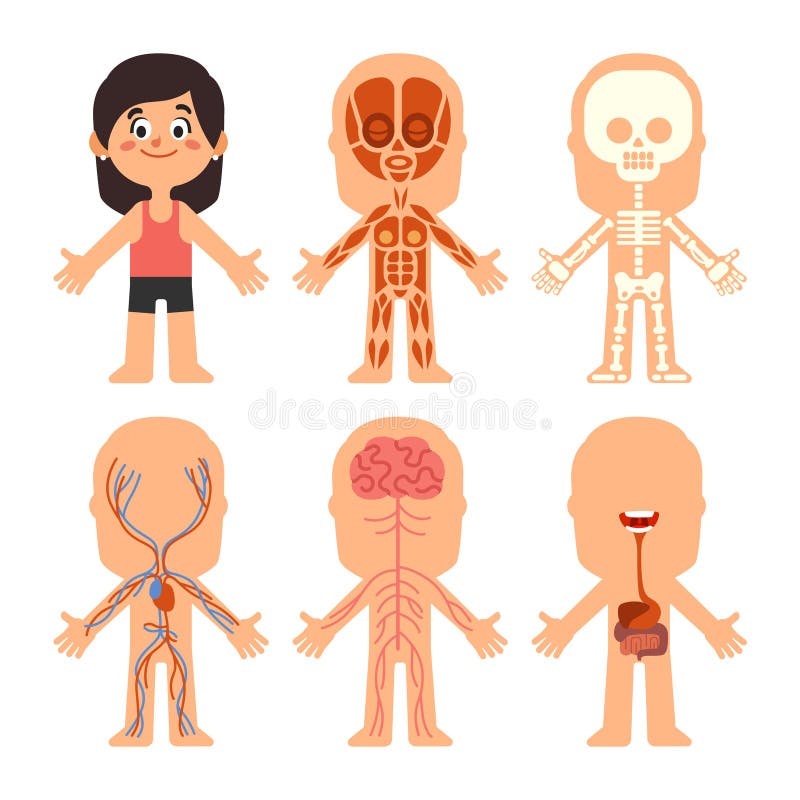 Cartoon girl body anatomy. Woman veins, organs and nervous system biology chart. Human skeleton and muscle systems