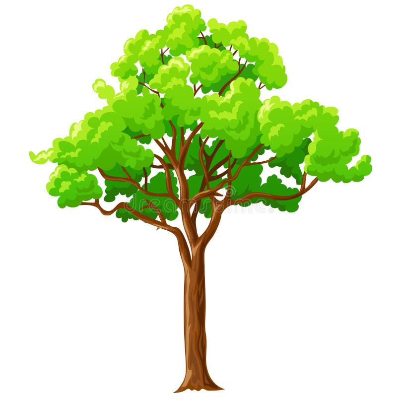 Cartoon green tree isolated on white. royalty free illustration Cartoon green tree isolated on white. royalty free illustration