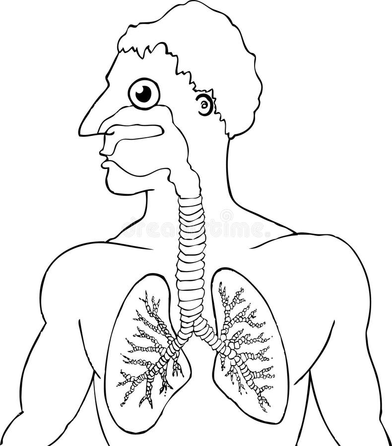 Vector illustration of human lungs. Vector illustration of human lungs