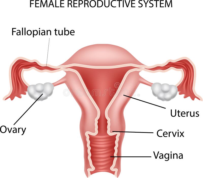 Ilustrácie z žena rozmnožovacie systém.