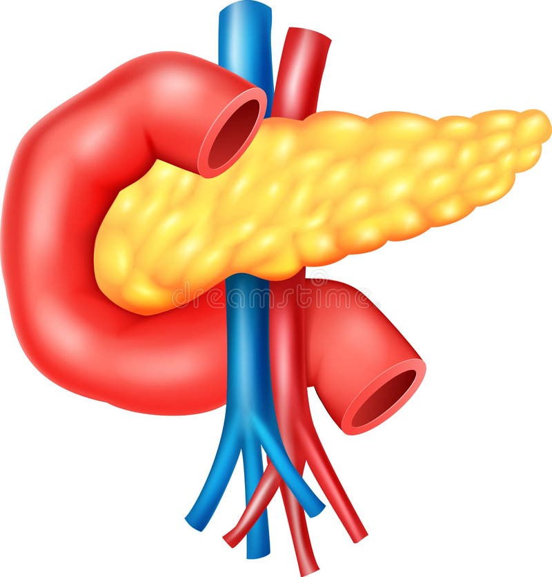 Cartoon Illustration of Human Internal Pancreas Anatomy Stock Vector -  Illustration of duodenum, background: 67881972