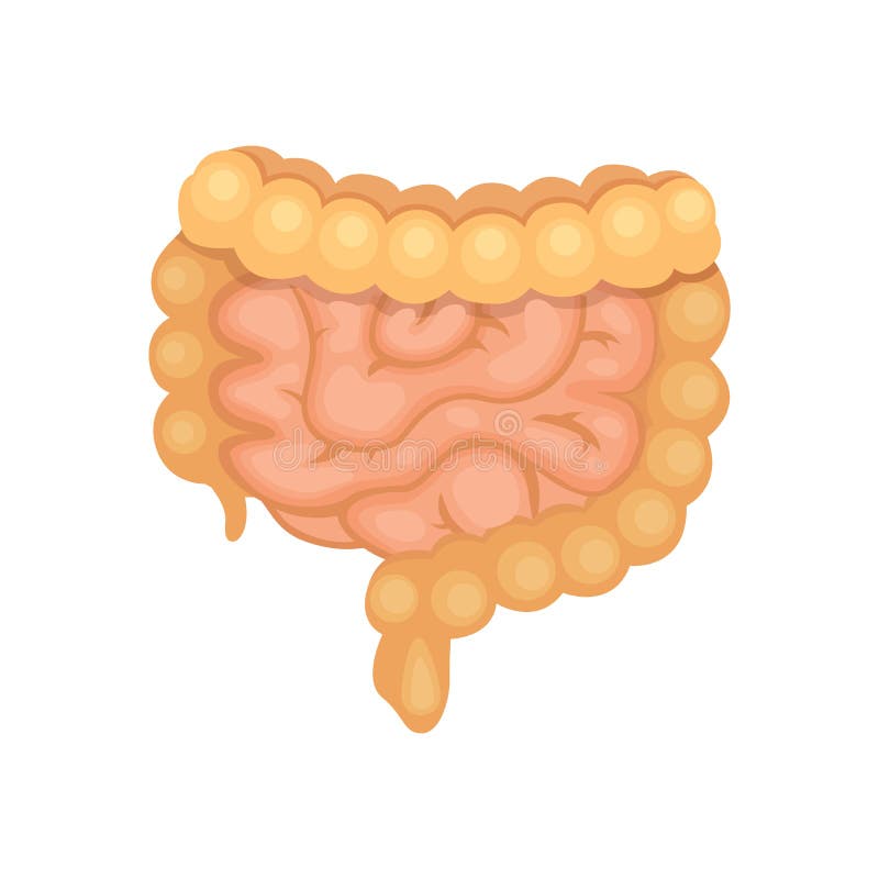 Large Intestine Animated