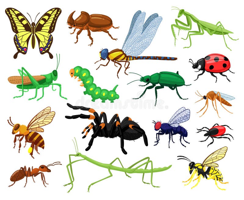 Cartoon Insects. Butterfly, Beetle, Spider, Ladybug and Caterpillar, Wild  Forest Entomology Insects Stock Vector - Illustration of funny, cartoon:  210339761