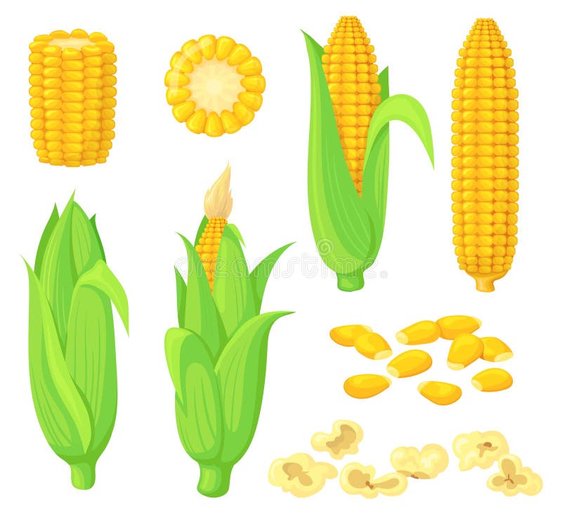 Cartoon Kernels Maize. Green Corncob with Leaf, Ear Golden Corn, Grain ...