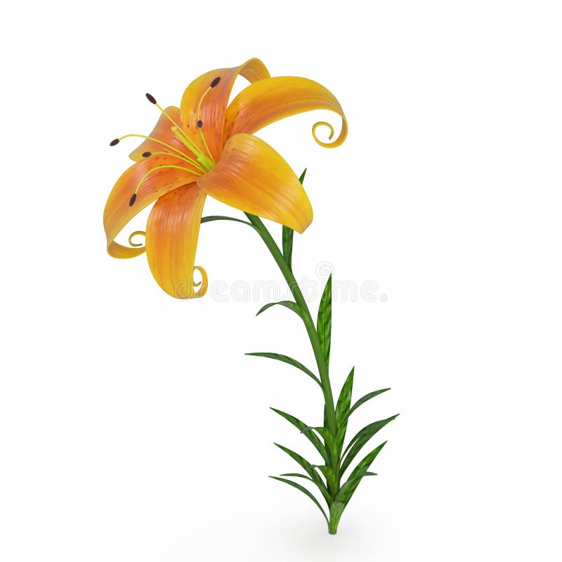 Cartoon Lily Flower is Yellow. Stock Illustration Illustration of