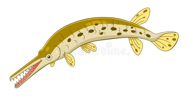 Download Cartoon longnose gar stock vector. Illustration of fish ...