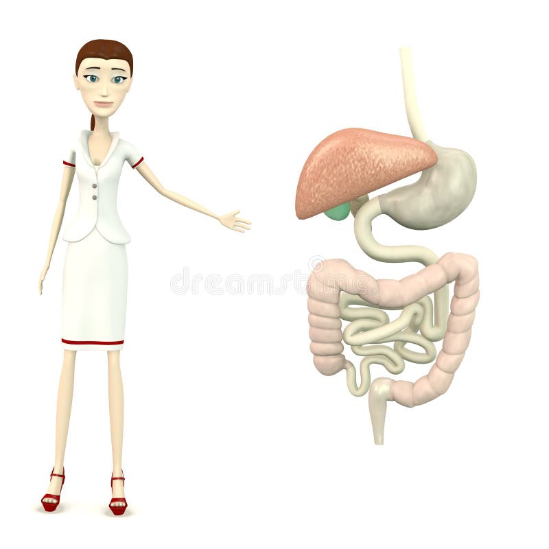 Cartoon Nurse with Digestive System Stock Illustration - Illustration of  render, digestive: 30576962