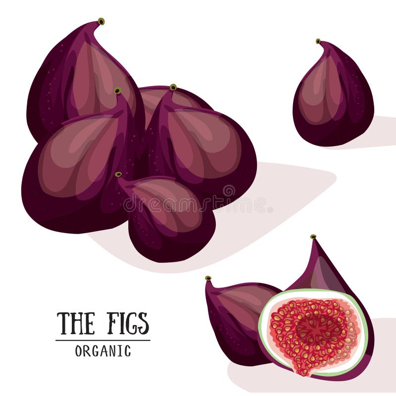 Cartoon Organic Figs. Vector Illustration Stock Vector Illustration