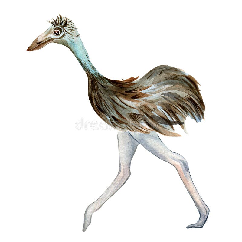 Funny Ostrich Cartoon Stock Photos - Free & Royalty-Free Stock Photos from  Dreamstime