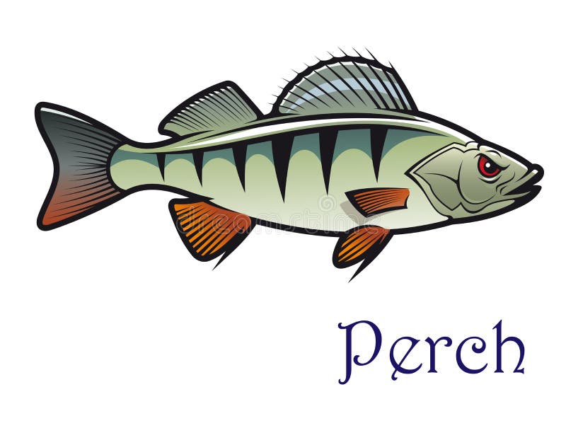 Cartoon Perch Stock Vector Illustration Of Catch Animal Cartoon Perch Stock Vector Illustration Of Catch Animal
