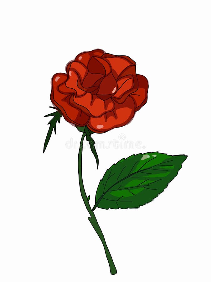 Cartoon Red Rose Drawing White Background Cartoon Illustration Stock  Illustration - Illustration of nature, romance: 116797284