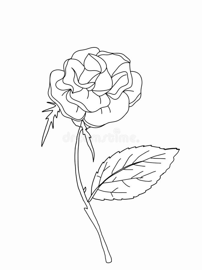 Drawing Red Rose Stock Illustrations 50,718 Drawing Red Rose Stock