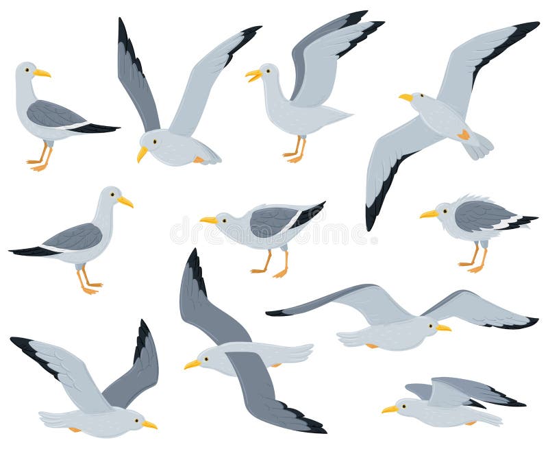 Cartoon seagull birds, sitting, flying and walking gulls birds. Marine seabird, atlantic gulls characters isolated