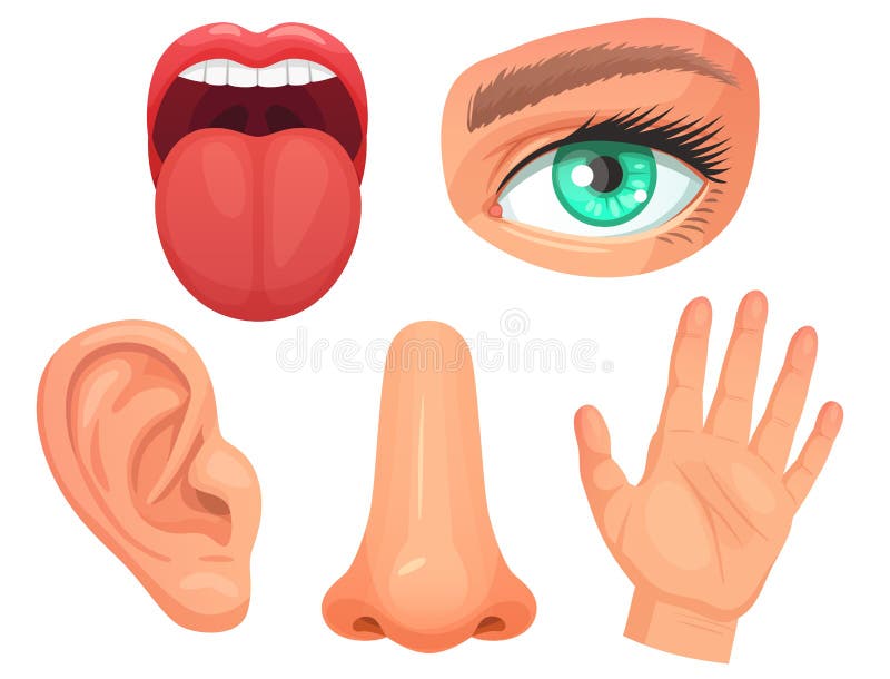 Nose Stock Illustrations – 141,498 Nose Stock Illustrations, Vectors & Clipart - Dreamstime Nose Stock Illustrations – 141,498 Nose Stock Illustrations, Vectors & Clipart - Dreamstime