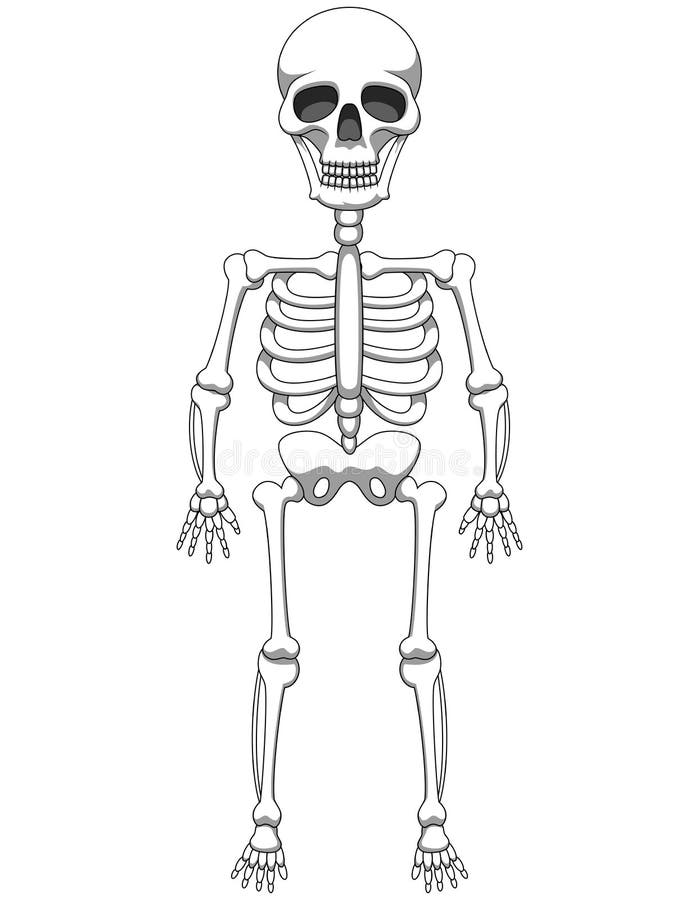 Cartoon Skeleton Mascot or Halloween Character Isolated Stock Vector -  Illustration of medical, bone: 127193031