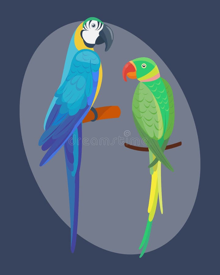 Cartoon tropical parrot wild animal bird vector illustration wildlife feather zoo color nature vivid.