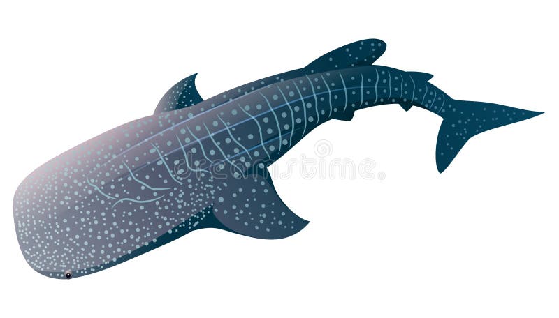 Download Cartoon Whale Shark Isolated On White Background Stock ...