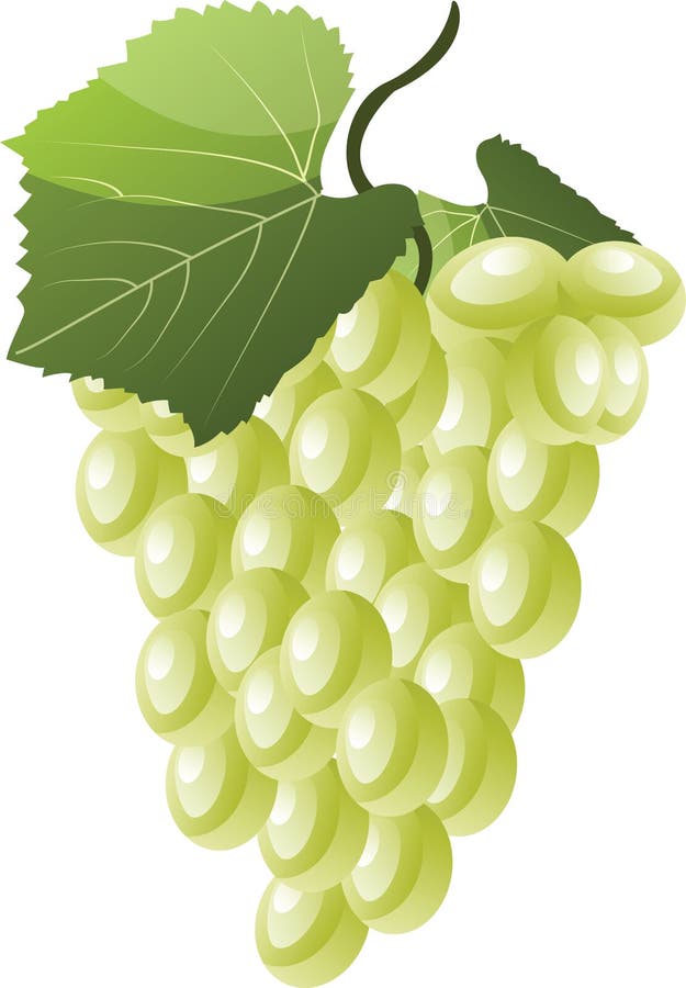 Cartoon of White Grapes with Green Leaf Vector Illustration Stock Vector Illustration of fruit