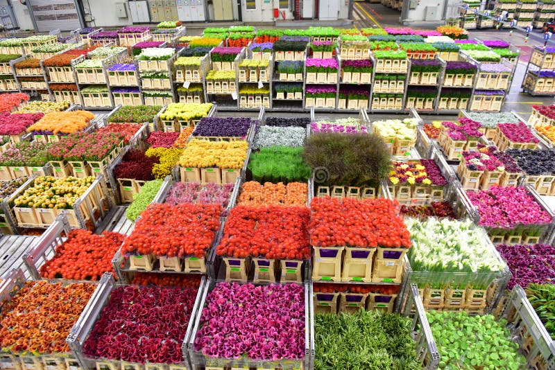 Carts of various variety of flowers staging at Aalsmeer FloraHolland