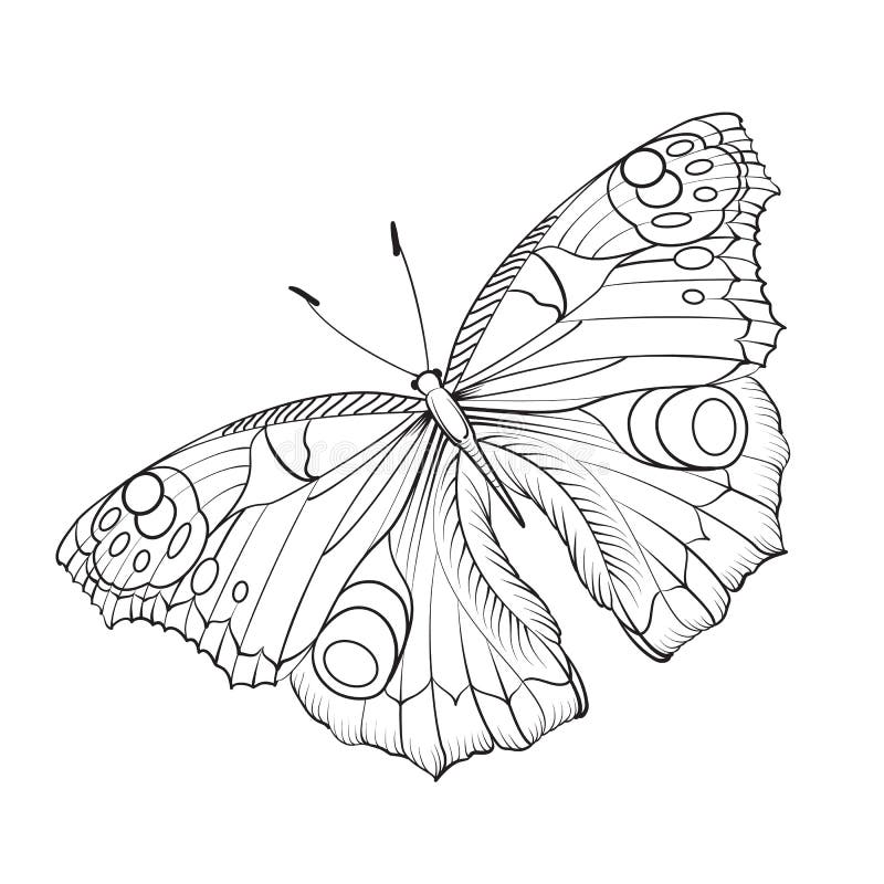 Cartão butterfy de voo ilustração stock Cartão butterfy de voo ilustração stock