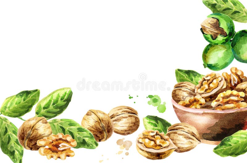 Cartão da noz Ilustração da aguarela ilustração royalty free Cartão da noz Ilustração da aguarela ilustração royalty free