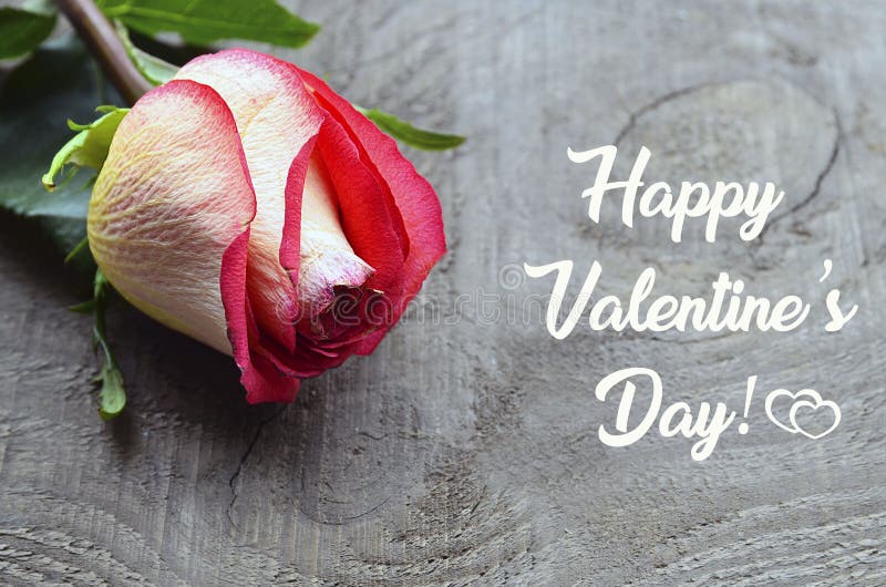 Cartão feliz do dia dos Valentim Rosa bonita do rosa no fundo de madeira velho Conceito do dia ou do amor do ` s do Valentim do S fotos de stock Cartão feliz do dia dos Valentim Rosa bonita do rosa no fundo de madeira velho Conceito do dia ou do amor do ` s do Valentim do S fotos de stock