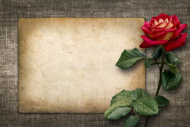 Cartão para o convite ou as felicitações com rosa do vermelho fotografia de stock Cartão para o convite ou as felicitações com rosa do vermelho fotografia de stock