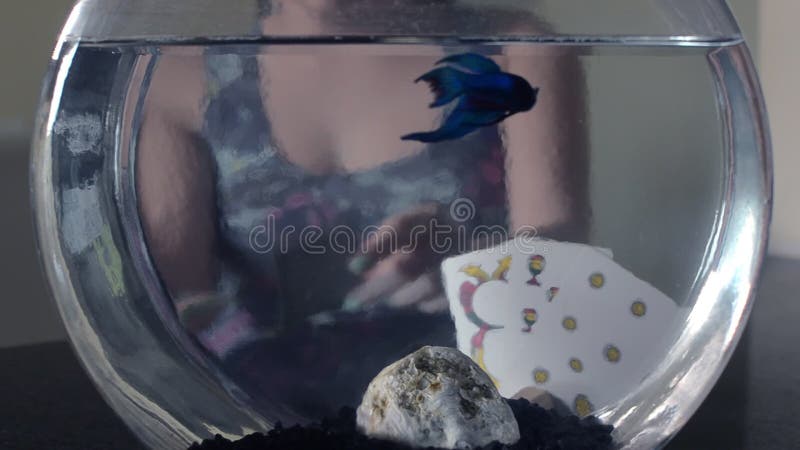 Cartões de peixe azul beta italianos fishtank 1