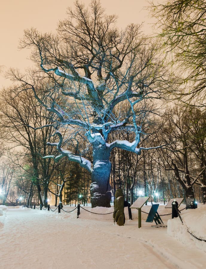 Carvalho só na noite do inverno foto de stock Carvalho só na noite do inverno foto de stock