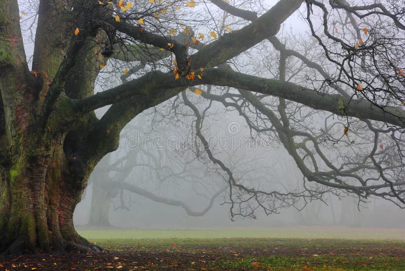 The massive oak tree in the park in a foggy day. The massive oak tree in the park in a foggy day.