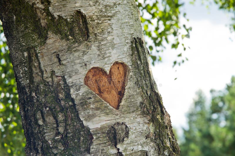 Tallado corazón en un árbol maleta.