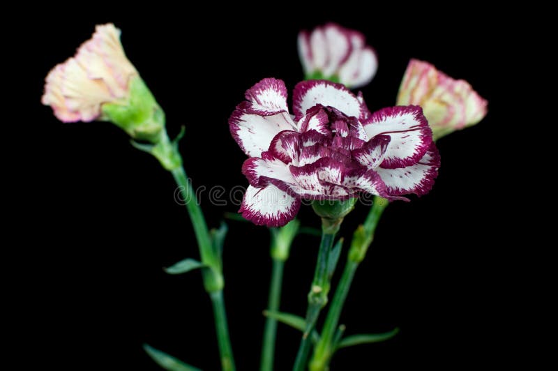 Caryophyllus van Dianthus stock afbeeldingen Caryophyllus van Dianthus stock afbeeldingen