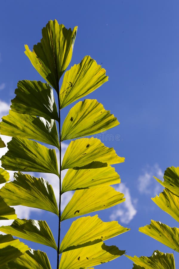 Caryota Mitis Fishtail Palm Leaves in Full Sun