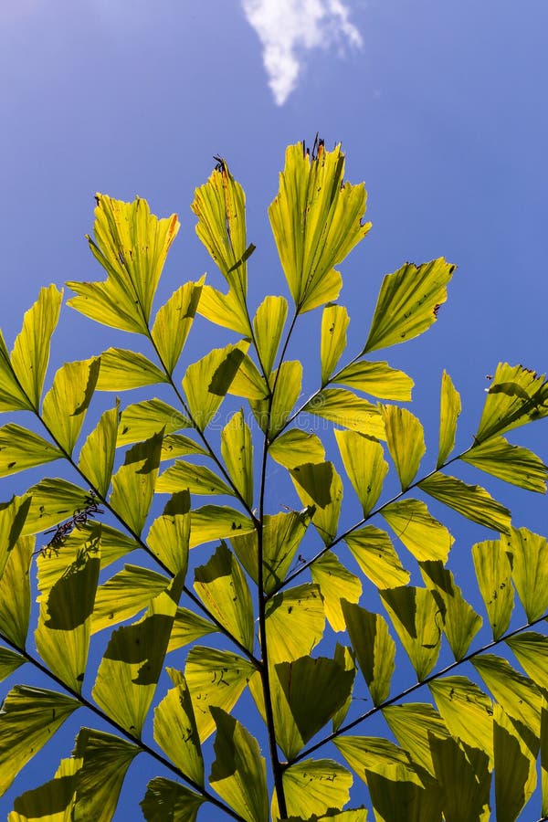 Caryota Mitis Fishtail Palm Leaves in Full Sun