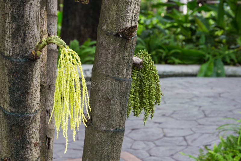 Caryota mitis in garden