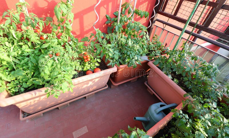 Casa con huerto urbano y macetas de flores con tomate