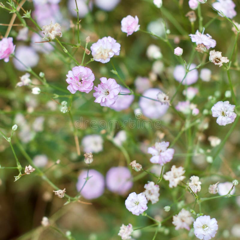 Baby`s breath or Gypsophila is a beautiful delicate flower in the carnation family. This close up shows the similarities between the two flowers. Baby`s breath or Gypsophila is a beautiful delicate flower in the carnation family. This close up shows the similarities between the two flowers.