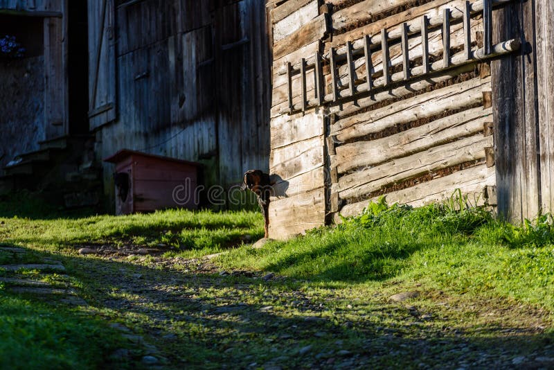 Casa de campo com carvalhos fotos de stock