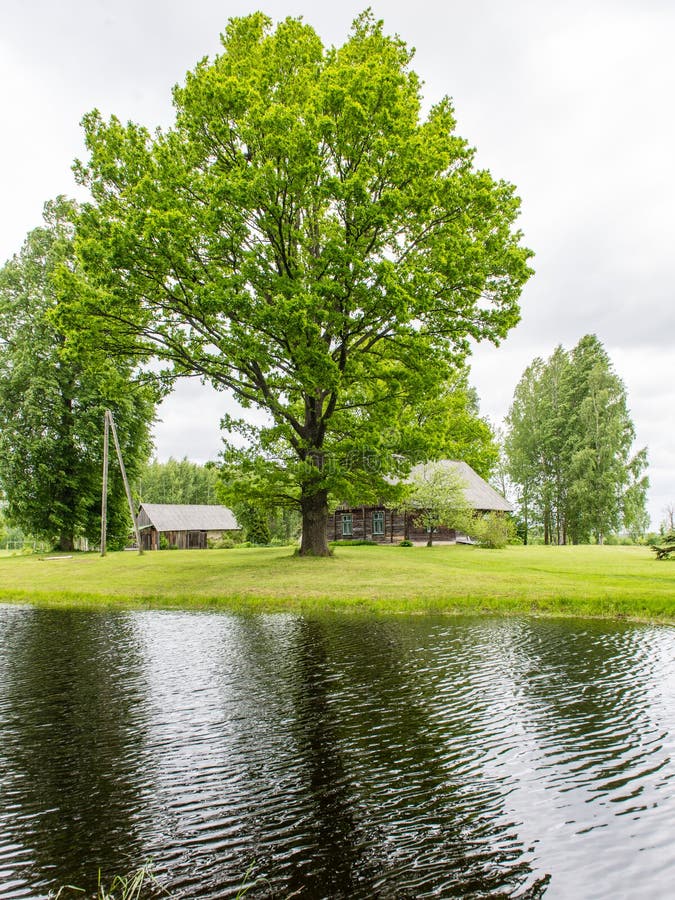 Casa de campo com lagoa e carvalhos com lagoa imagens de stock