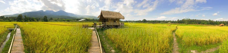 Casa de campo do panorama no campo do arroz em Tailândia norte
