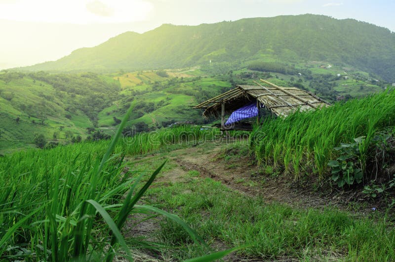 A casa de campo no arroz coloca a exploração agrícola